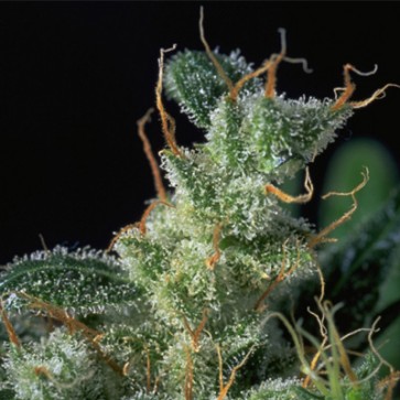 Семена конопли Kali Mist Feminised